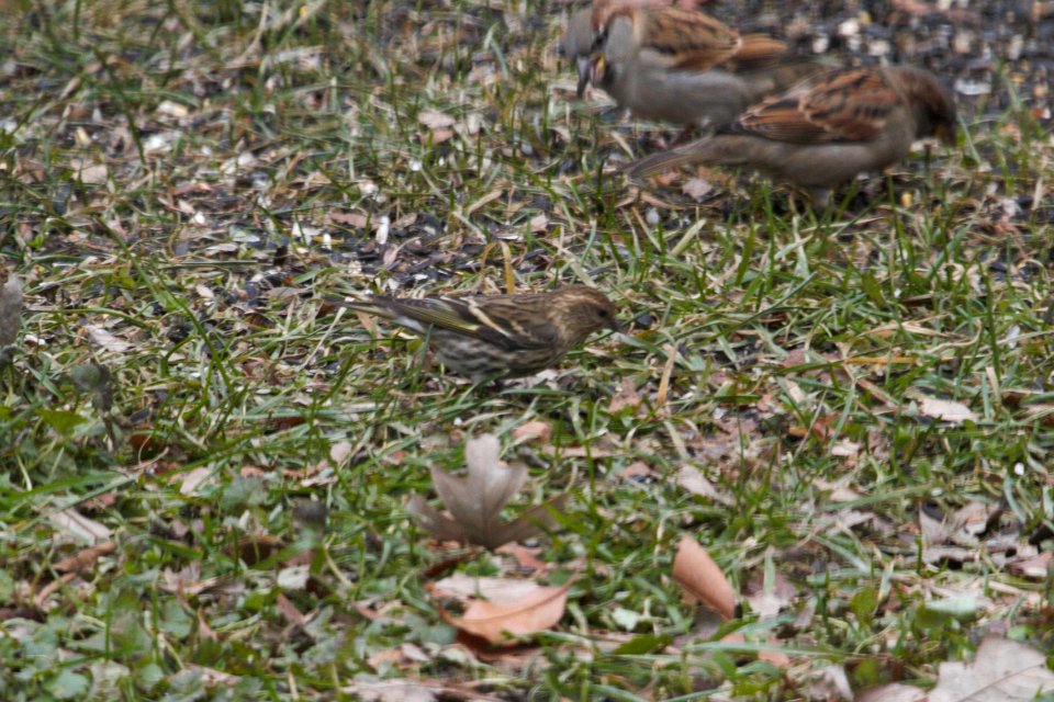 IMG 3330c Pine Siskin Hse Kankakee IL 11-25-2018