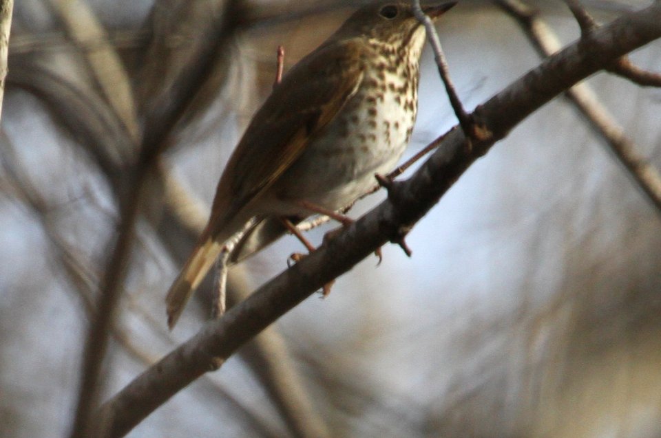 IMG 6404c Hermit Thrush Kankakee IL 1-7-2016
