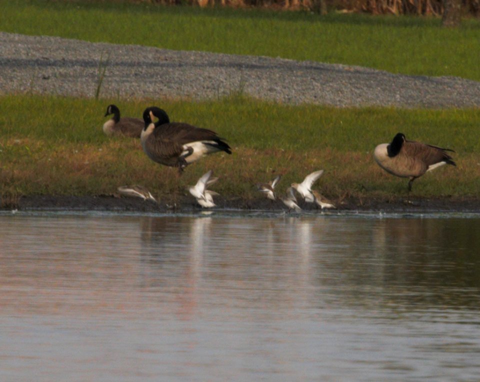 IMG 0787c Dunlin Whispering Willows Area Kankakee Co IL 10-29-2016