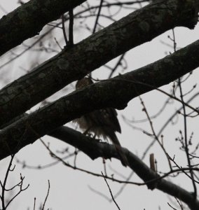 IMG 6206c Cooper's Hawk Grain Bins Chebanse IL 12-23-2015