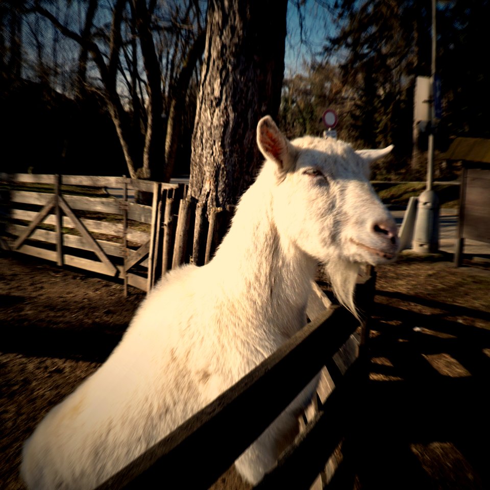 White Goat Portrait 4