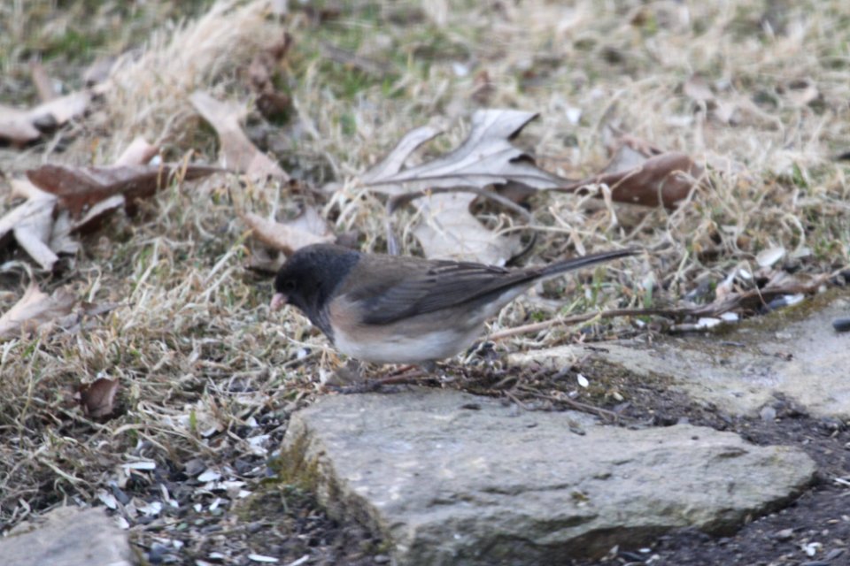 IMG 8490c Dark-eyed Junco (Oregon) Hse Kankakee IL 3-25-2018