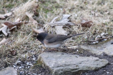 IMG 8490c Dark-eyed Junco (Oregon) Hse Kankakee IL 3-25-2018