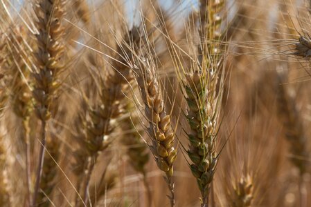 Summer the production of grain cereals