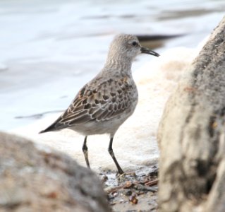 IMG 5623 c White-rumped Sandpiper LeVasseur Park- Perry Farm IL 11-23-2015