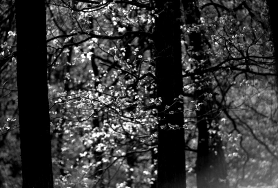 Praktica BC1 with Pentacon Prakticar 2,8/135 - Branches