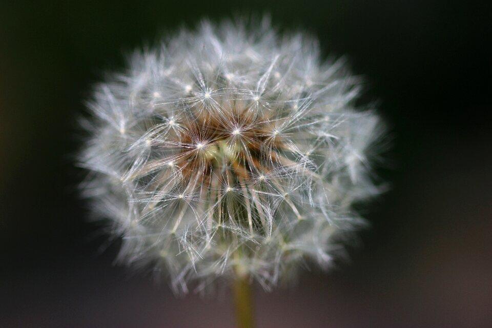 Nature flower faded dandelion
