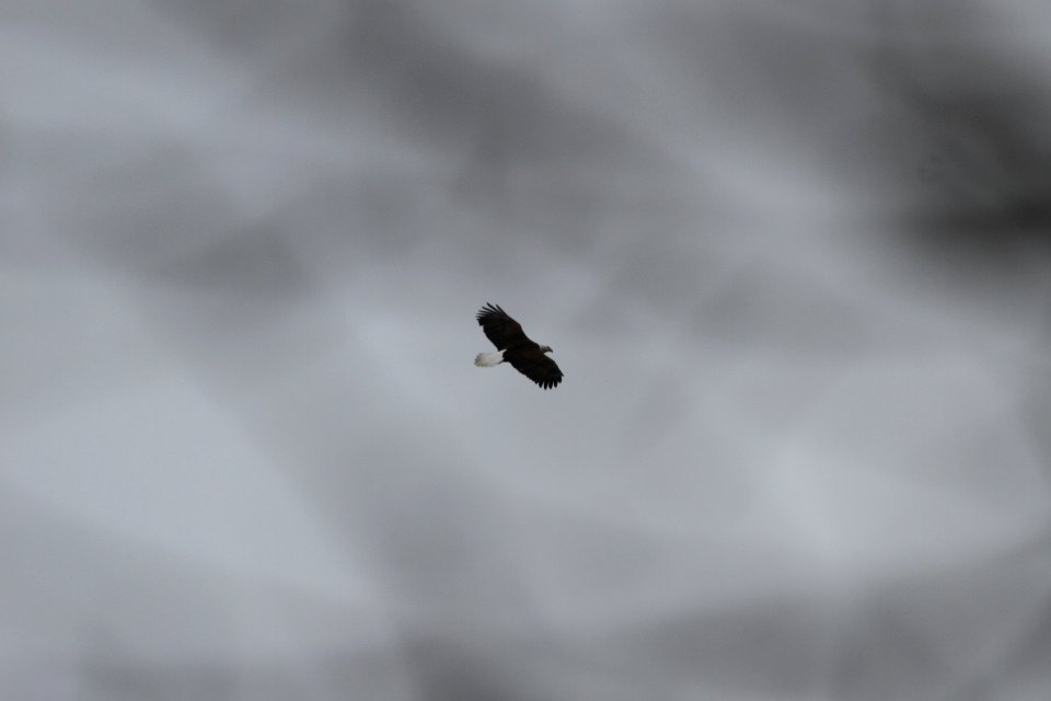 IMG 8471c Bald Eagle Beckman Park Kankakee IL 3-24-2018