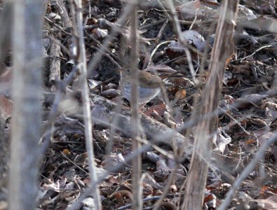 IMG 4122c Hermit Thrush LeVasseur Park - Perry Farm Kankakee IL 2-15-2017