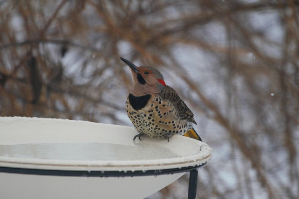 IMG 6965c Northern Flicker Hse Kankakee IL 1-3-2018