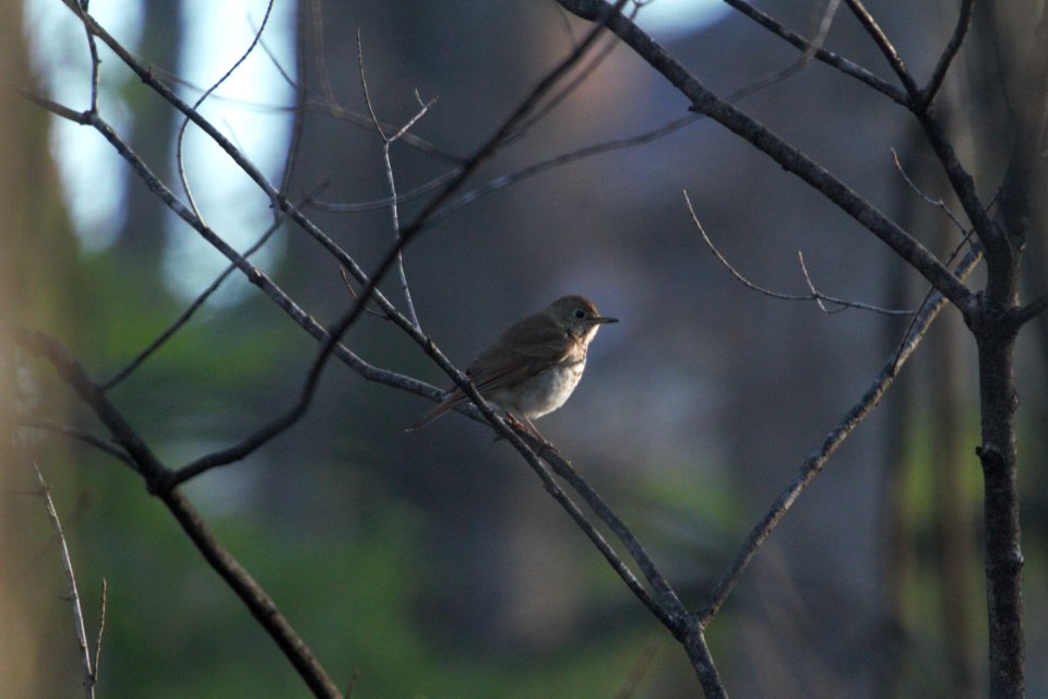 IMG 5763c Hermit Thrush Perry Farm Kankakee Co IL 4-12-2017