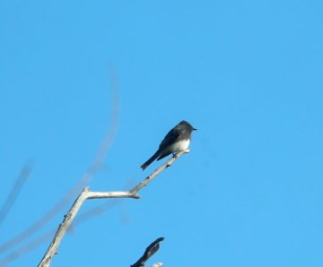 DSCN9349 Black Phoebe Watson Lake Yavapai Co AZ 12-30-2015