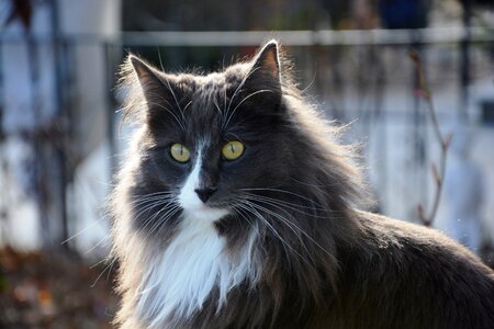 Cat cat face grey