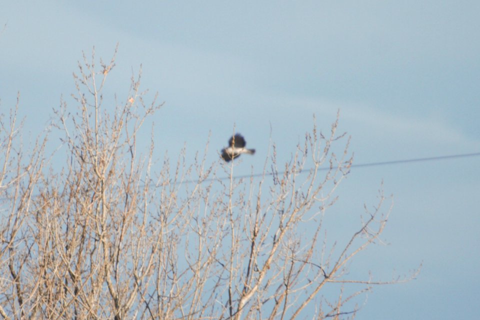 IMG 6820c Red-tailed Hawk (Harlan's) Chatfield SP CO 12-27-2017