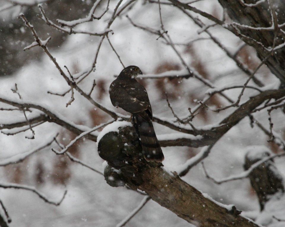 IMG 2567c Sharp-shinned Hawk Hse Kankakee IL 12-4-2016