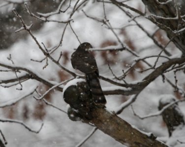 IMG 2567c Sharp-shinned Hawk Hse Kankakee IL 12-4-2016