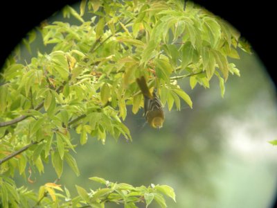 DSCN0361c Orchard Oriole Braidwood Lake IL 8-7-2018
