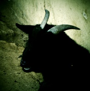 Black Goat Portrait