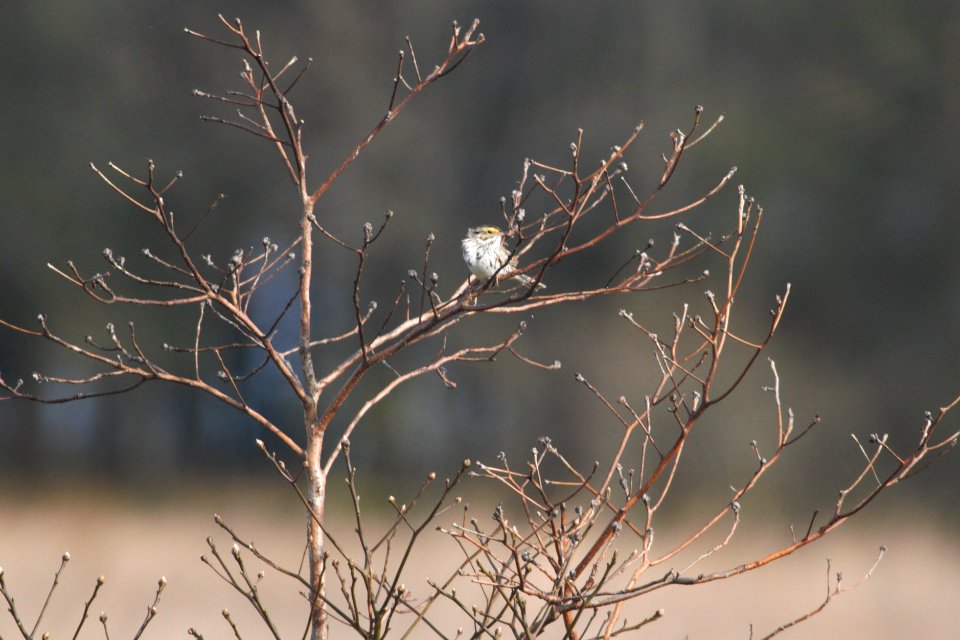 IMG 5652c Savannah Sparrow Pembroke Savannah Kankakee Co IL 10-11-2017 (2)