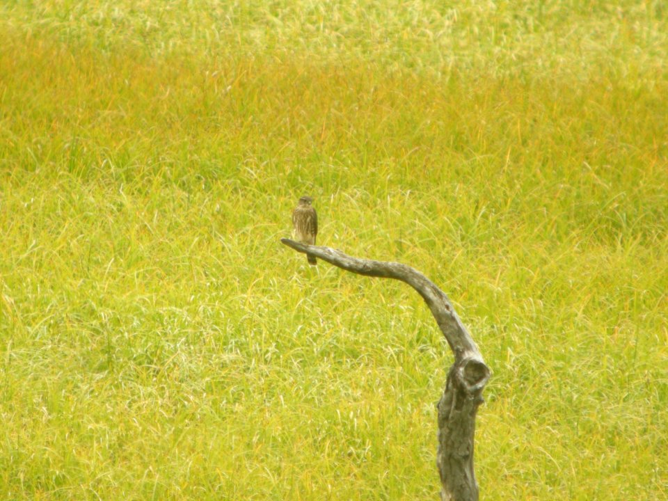DSCN0595c Merlin Carr Gottstein Park Anchorage AK 8-20 2018