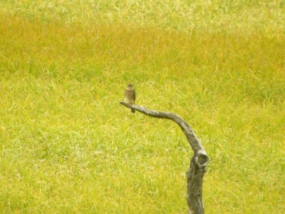 DSCN0595c Merlin Carr Gottstein Park Anchorage AK 8-20 2018