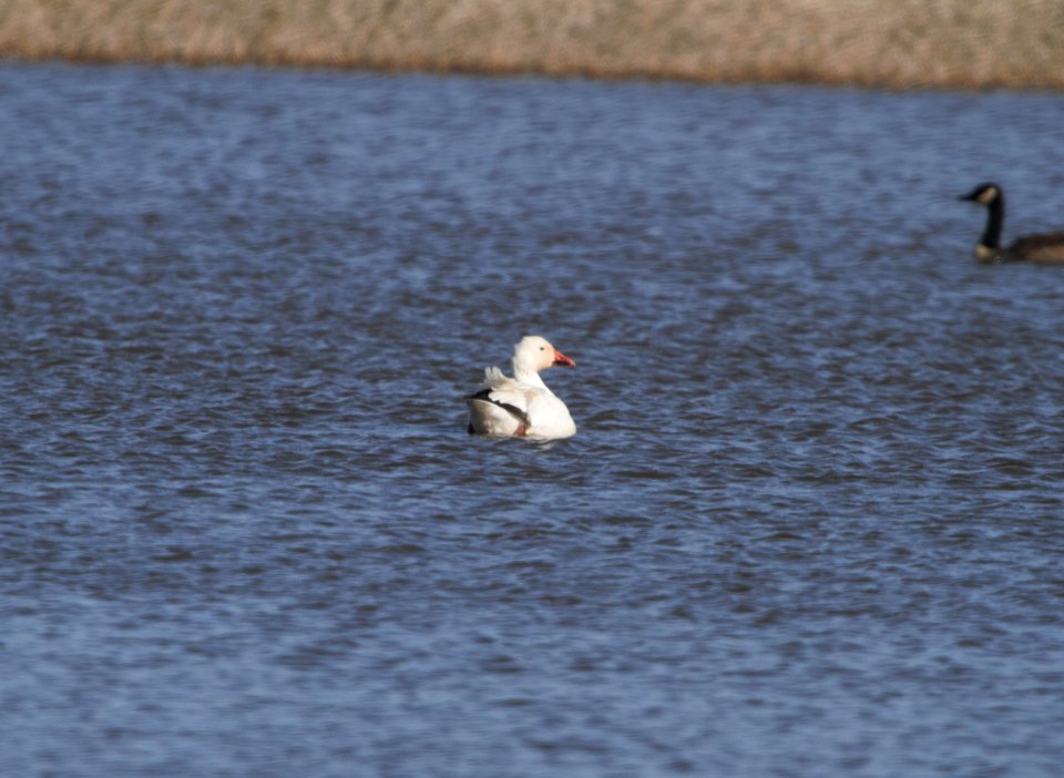 IMG 4095c Snow Goose Whispering Willows Bourbonnias IL 2-14-2017