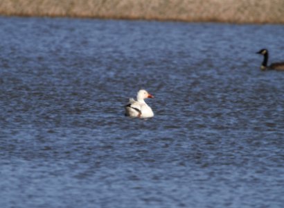 IMG 4095c Snow Goose Whispering Willows Bourbonnias IL 2-14-2017
