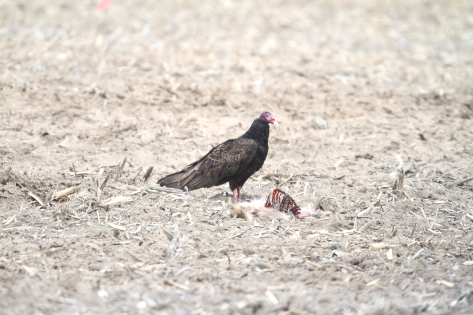 IMG 9172c Turkey Vulture Willow Slough FWA IN 4-23-2018