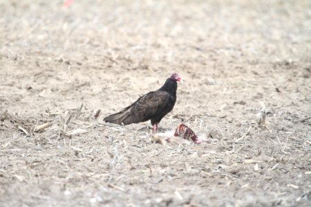 IMG 9172c Turkey Vulture Willow Slough FWA IN 4-23-2018