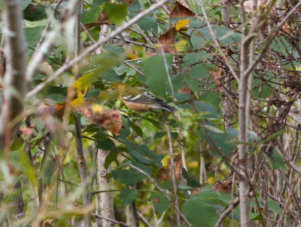 IMG 9442c Bay-breasted Warbler Whispering Willows Area Kankakee Co IL 9-28-2016
