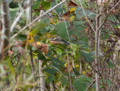 IMG 9442c Bay-breasted Warbler Whispering Willows Area Kankakee Co IL 9-28-2016