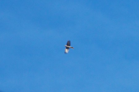 IMG 6793c Townsends Solitaire Waterton Canyon CO 12-27-2017