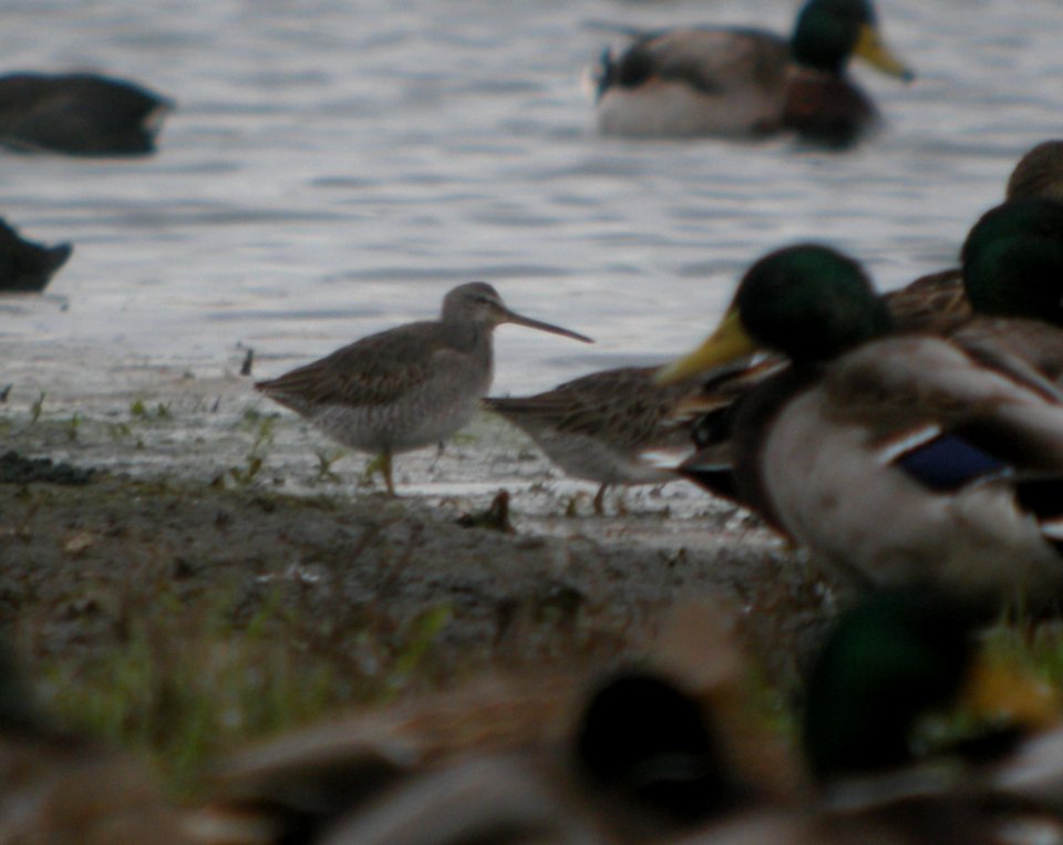 DSCN8811c LB Dowitcher Whispering Willows Area Kankakee Co IL 10-25-2016