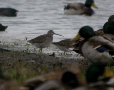 DSCN8811c LB Dowitcher Whispering Willows Area Kankakee Co IL 10-25-2016