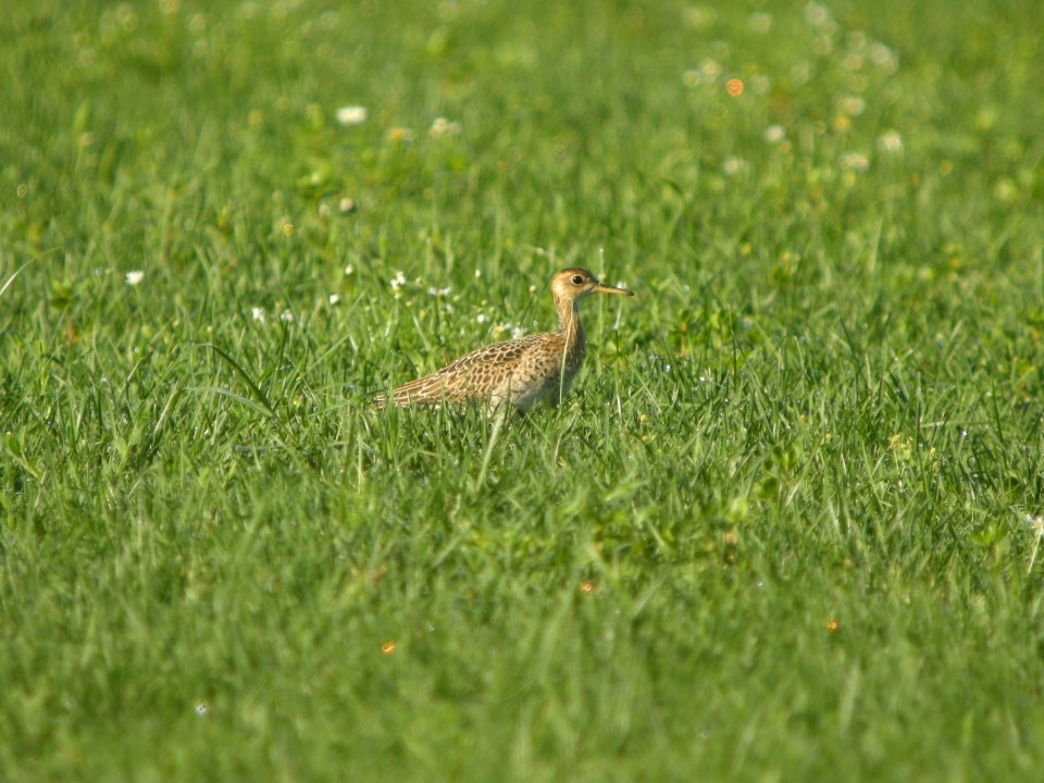 DSCN0155c Upland Sandpiper H & E Sod-Momence IL 7-18-2018