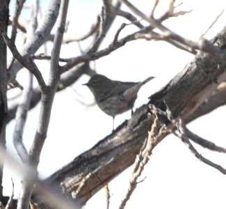 IMG 6317 Yellow-rumped Warbler Watson Lake Yavapai Co AZ 12-29-2015