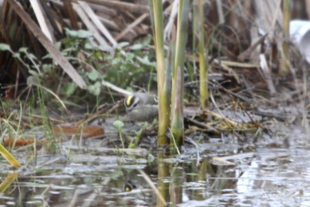 IMG 8650c GC Kinglet Aroma Park IL 4-6-2018