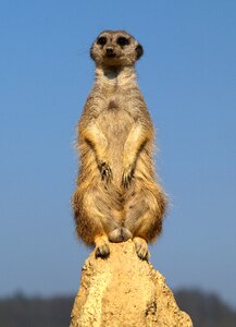 Nature animal meerkat