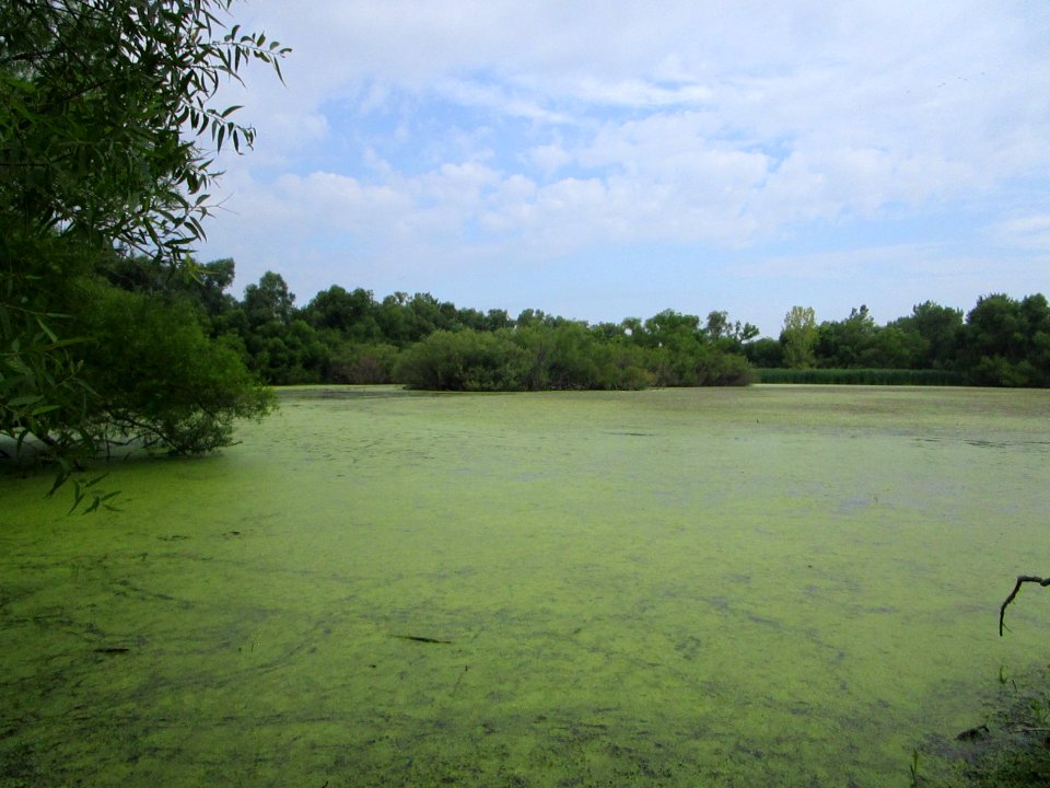 IMG 2296 Whispering Willows Kankakee Co IL 7-28-2016