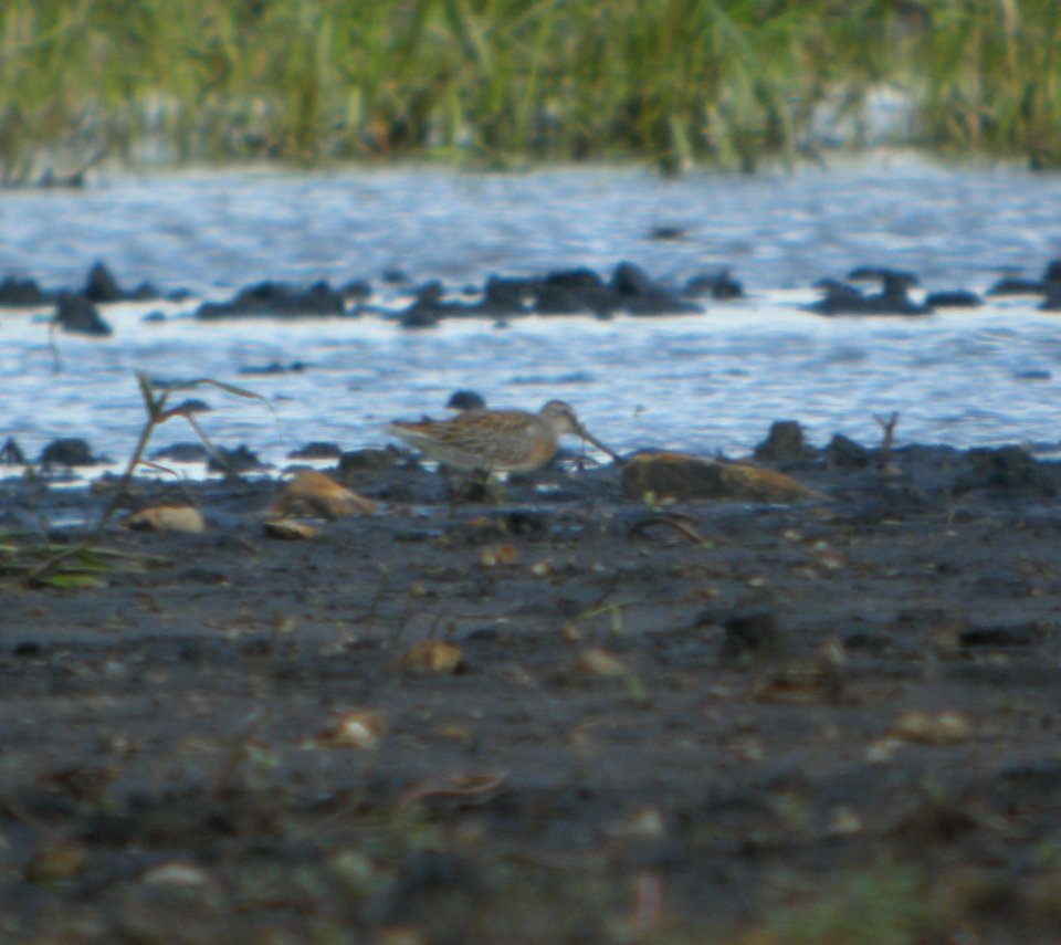 DSCN7737c SB Dowitcher Schoeffner Farm Kankakee Co IL 8-21-2016