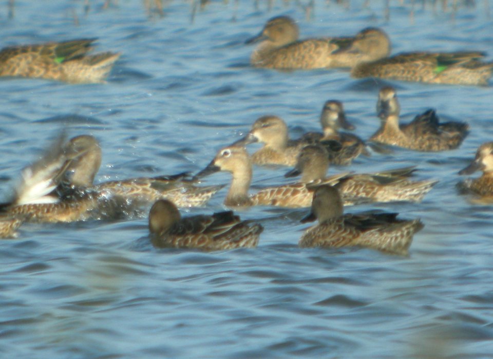 DSCN7948c Blue-winged Teal Whispering Willows Area Kankakee Co IL 9-6-2016