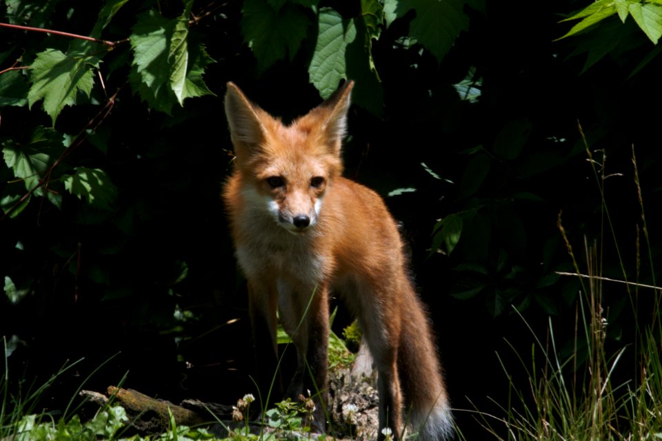 IMG 0626c Red Fox Hse Kankakee IL 6-27-2018