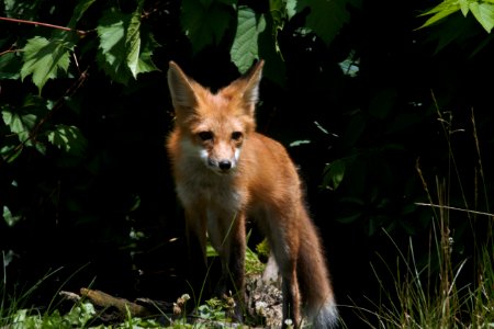 IMG 0626c Red Fox Hse Kankakee IL 6-27-2018 photo