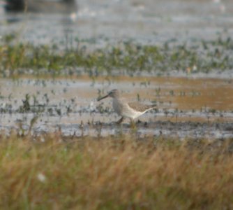 DSCN8674c Stilt Sandpiper Whispering Willows Area Kankakee Co IL 10-17 2016
