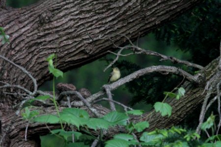 IMG 0045c Yellow-bellied Flycatcher Hse Kankakee IL 5-22-2018