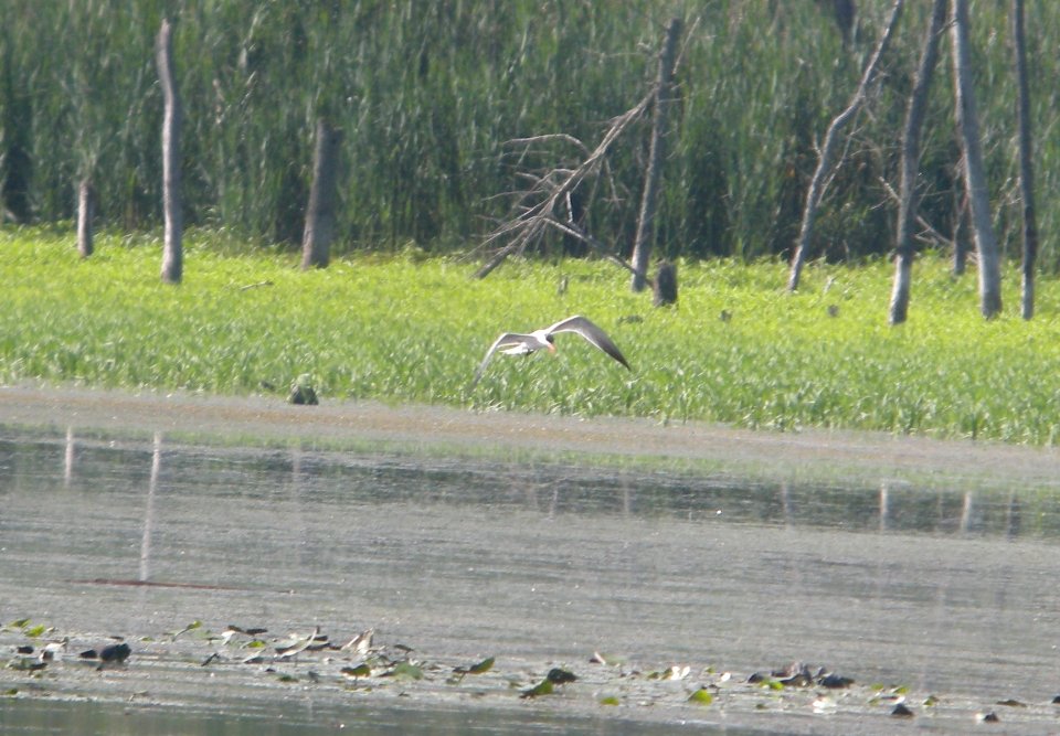DSCN0219c Caspian Tern LaSalle FWA IN 7-8-2016