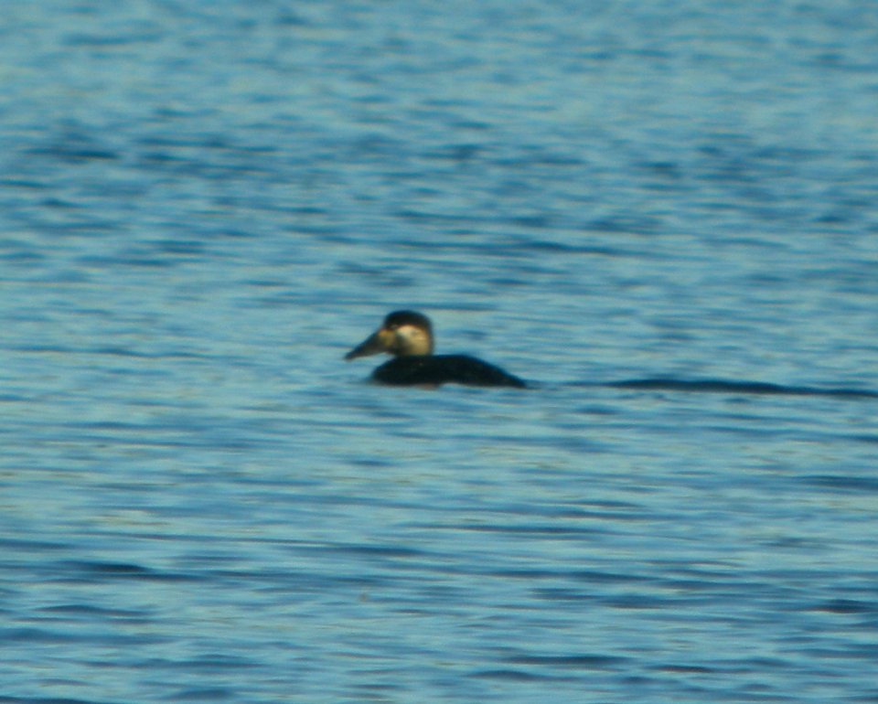DSCN9117 c Surf Scoter Willow Slough FWA IN 11-15-2015
