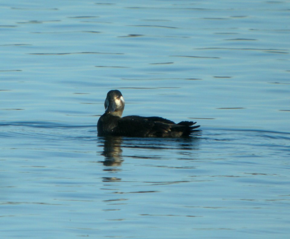DSCN9144 c Surf Scoter Willow Slough FWA IN 11-15-2015
