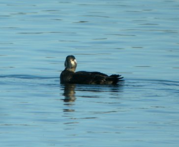 DSCN9144 c Surf Scoter Willow Slough FWA IN 11-15-2015 photo