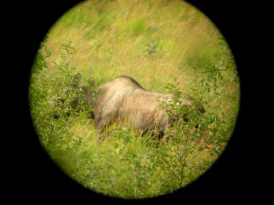 DSCN0468c Moose Potter Marsh Boardwalk Anchorage AK 8-16-2018
